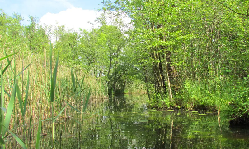 Schilfkanal vom Kajak aus