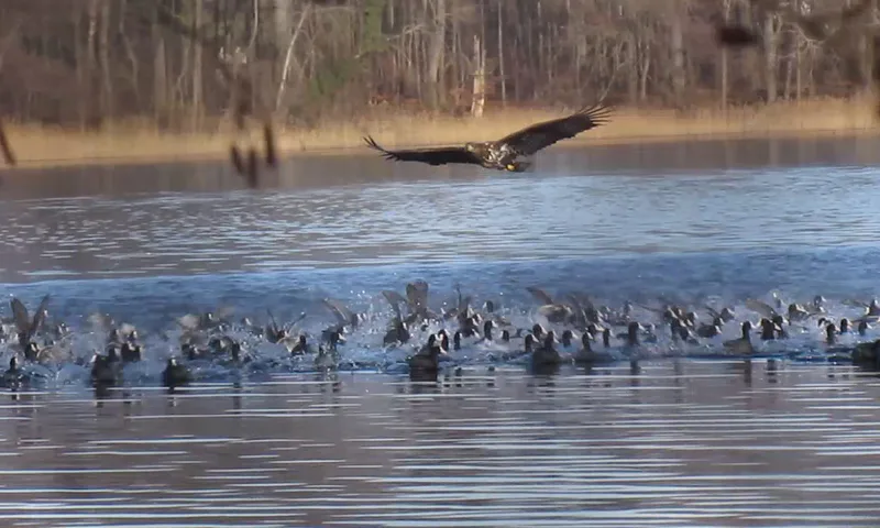 Seeadler über dem See